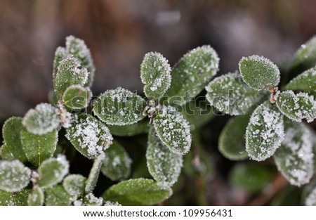 green leaves in the winter close up after a frost