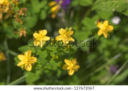 St. John\'s wort flowers in summer close up