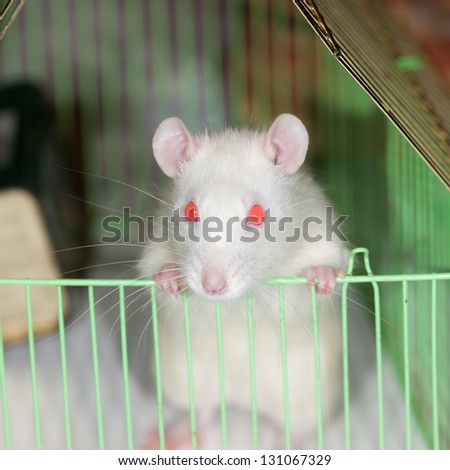 Portrait of a white domestic rat in a cage