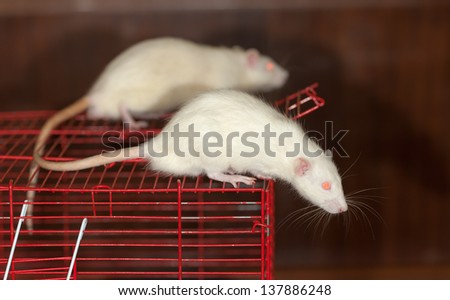 two white domestic rat on a cage