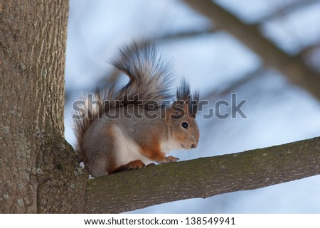 squirrel on a tree portrait close up