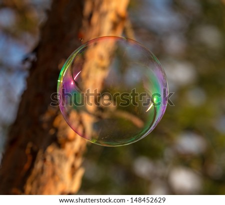 big bubble closeup on a background of pine trees