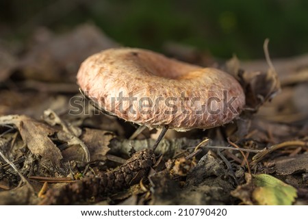 Lactarius torminosus mushroom in the forest close up