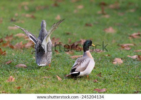 two ducks on a wet autumn grass