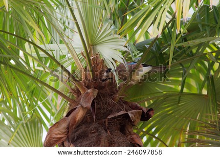jay sits on top of a palm