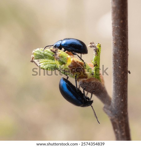 Similar – Image, Stock Photo alder beetle Beetle Insect