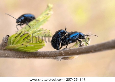 Similar – Image, Stock Photo alder beetle Beetle Insect