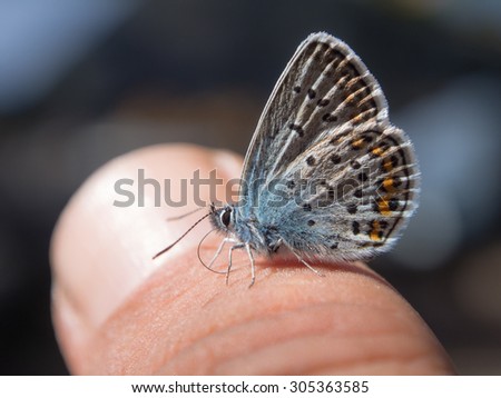 small butterfly sits on a finger close up