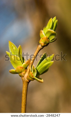 The first buds on a tree in the spring