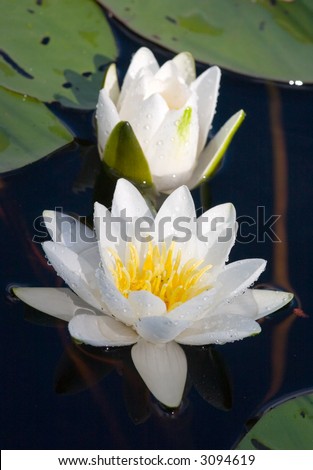Water lily in a sunny day on lake