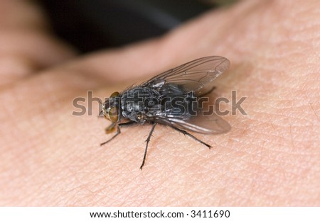 The fly infecting a human skin close-up