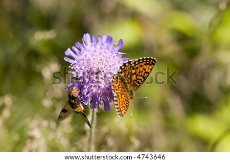 The insects on a flower Knautia in summer