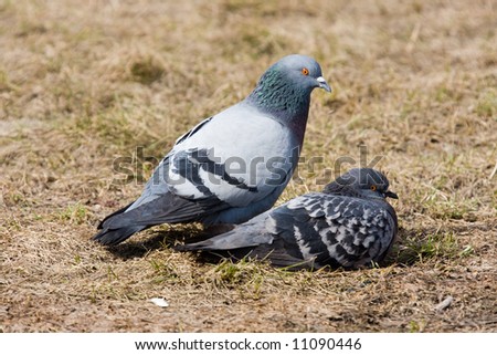 Pair of pigeons in spring day close up