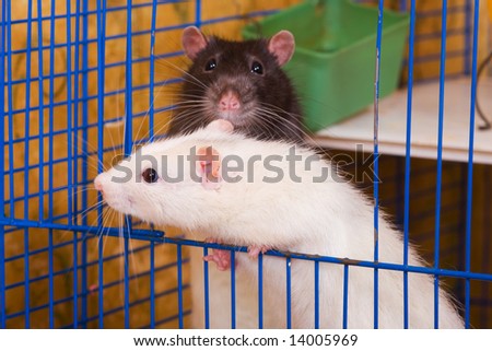 White and black rats in a cage