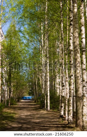 The lane in birch grove in the late spring, bright sunny day
