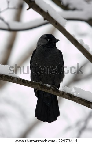 jackdaw on a branch in winter day