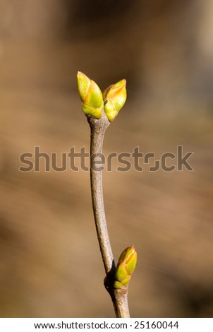 blossoming out buds on a branch of a tree in the spring