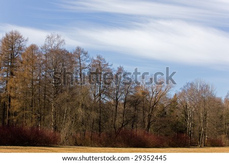 Spring landscape - trees in park in the early spring