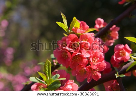 Blossoming branches of a pomegranate in the spring