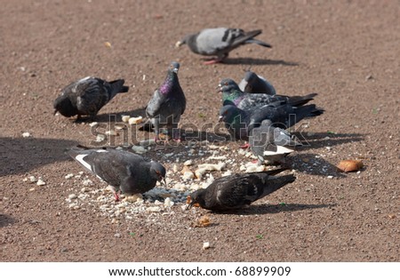The flock of pigeons eats bread on the ground