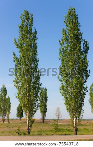 High green spring poplars on a roadside
