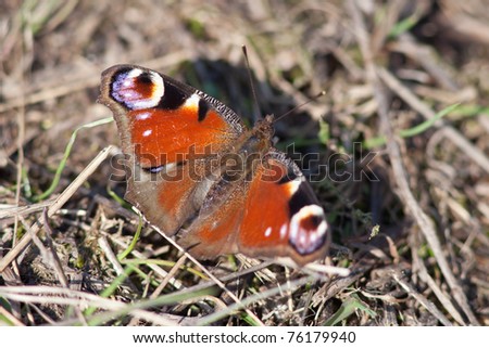 The red butterfly on a grass in the early spring