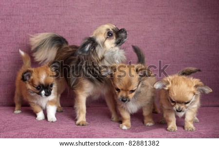 Chihuahua and three puppies on a sofa