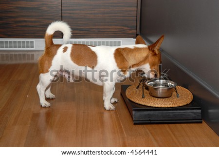 Picture of a nice little brown and white dog eating its food in the kitchen