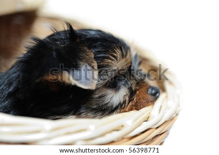 Cute pretty Yorkshire terrier puppy dog sitting in a box. isolated white background . copyspace