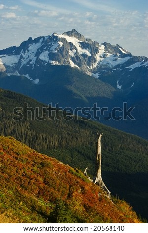 Alpine fall color gives way to green forest and glaciated Mt .Shuksan in Washington State