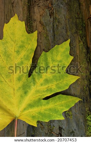 An autumn big leaf maple set against an old log