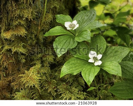 The dwarf bunchberry (Cornus unalaschkensis) blooms in early June in the Pacific Northwest region in the U.S.