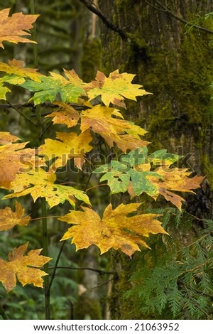 A young autumn big leaf maple tree turns into brilliant autumn color