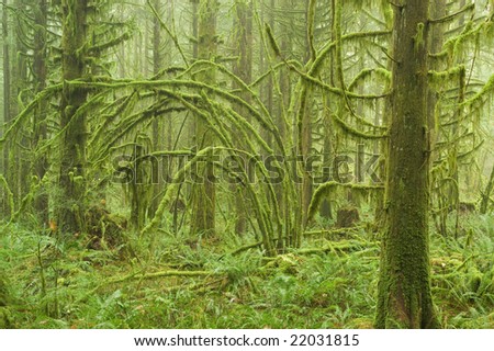 Pacific Northwest Rainforest