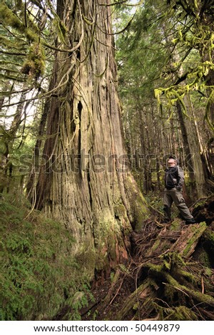 A man looks up at an old growth western cedar