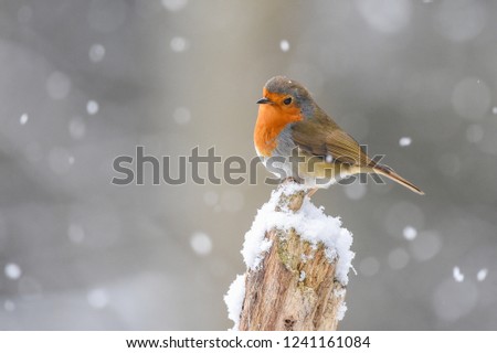 Robin on a branch in the snow. Zdjęcia stock © 