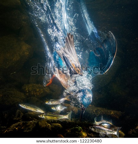 Kingfisher catch the fish - under water photo