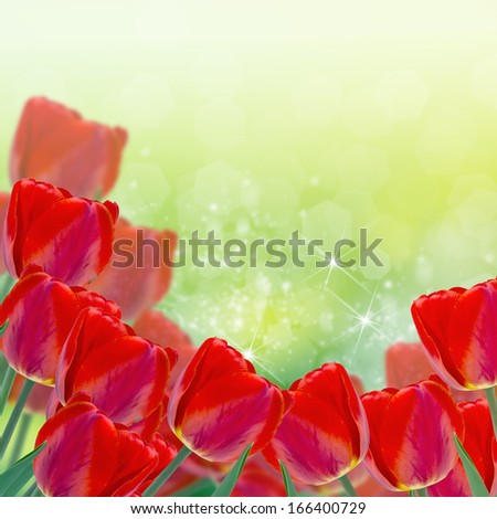 Postcard with fresh flowers tulips and place for your text. Abstract background for design. Spring background. Floral background.