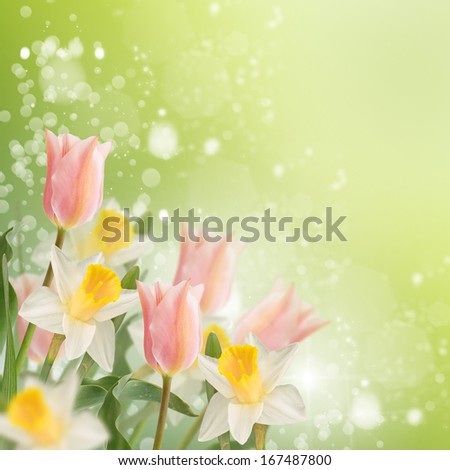 Postcard with fresh flowers daffodils  and tulips and place for your text. Abstract background for design. Spring background. Floral background.