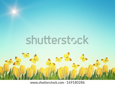 Postcard with fresh flowers tulips and grass with butterflies. Abstract background for design. Spring background.