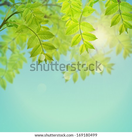 Postcard with fresh green leaves and place for your text. Spring background. Abstract background for your design.
