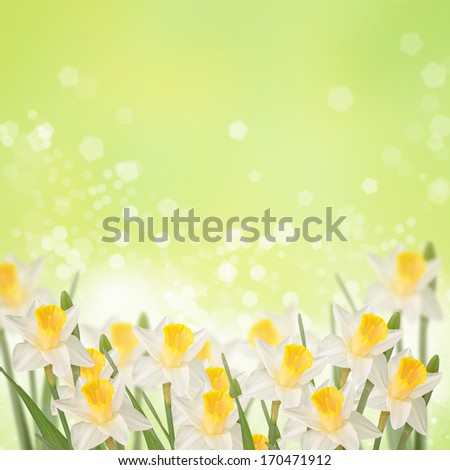 Postcard with fresh flowers daffodils  and place for your text. Abstract background for design. Spring background. Floral background.