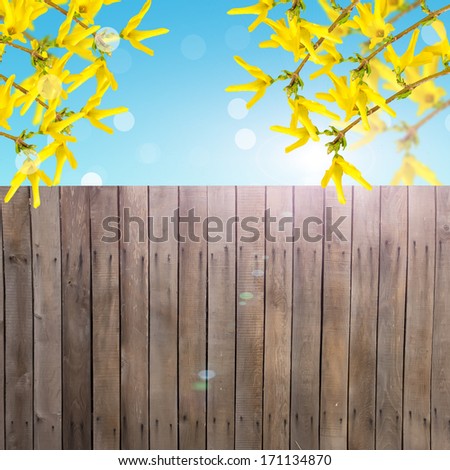 Postcard with fresh flowers forsythia  and place for your text. Abstract background for design.