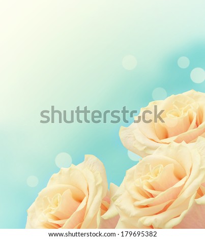 Fresh pastel roses on abstract background.