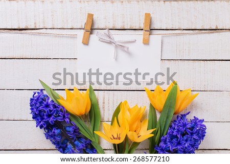 Postcard with fresh  spring yellow tulips, blue hyacinths  flowers  and empty tag on clothe line on white  painted wooden planks. Selective focus. Place for text.