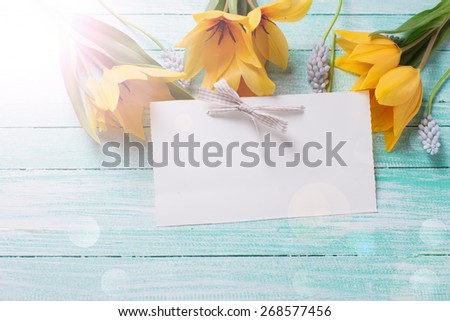 Postcard with fresh  spring yellow tulips, blue myscaries flowers  and empty tag in ray of light on turquoise  painted wooden planks. Selective focus. Place for text.