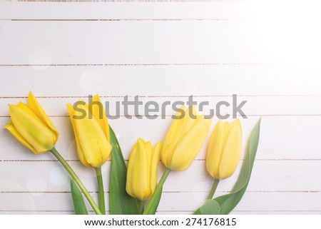 Fresh  spring  bright  yellow tulips flowers in ray of light  on white painted wooden background. Selective focus. Place for text.