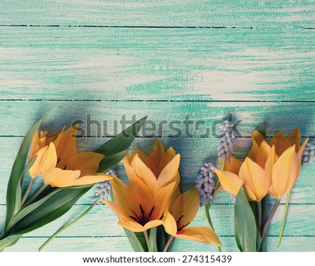 Postcard with fresh  spring yellow tulips, blue myscaries on turquoise  painted wooden background. Selective focus. Place for text. Toned image.