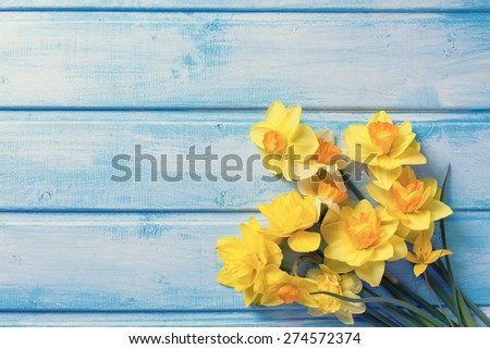 Bright yellow  daffodils  flowers  on blue  painted wooden planks. Selective focus. Place for text. Toned image.