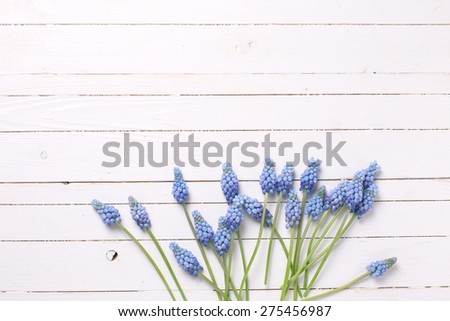 Background with tender  blue muscaries flowers on white painted wooden planks. Selective focus. Place for text.